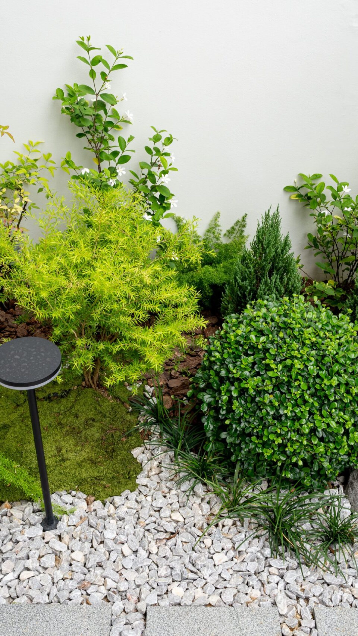 Rounded shrubs, fine foliage and white flowers arranged around a grey boulder beside the entry path.