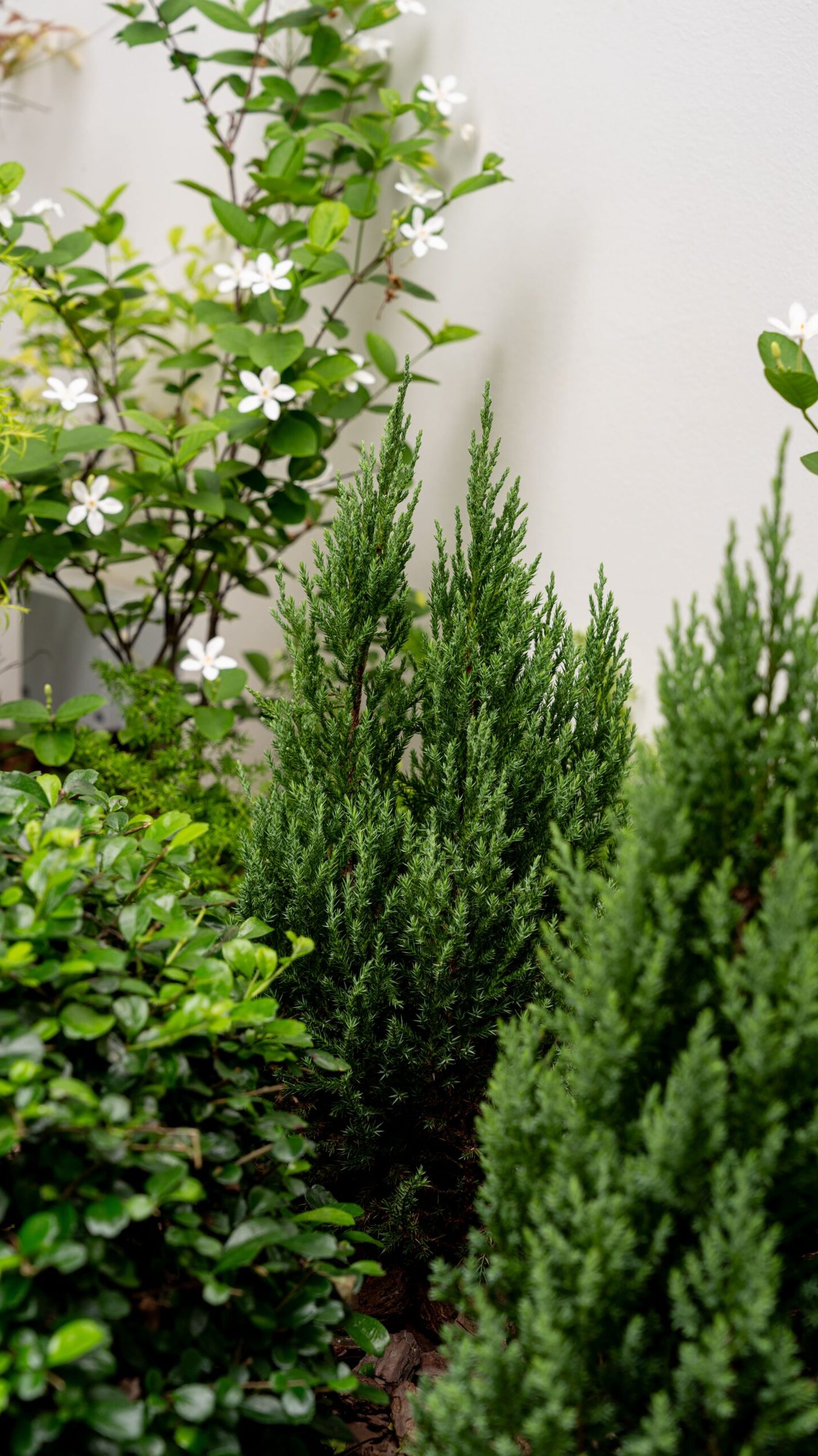 Close-up of upright dark-green foliage, rounded leaves and small white flowers in the planting bed.