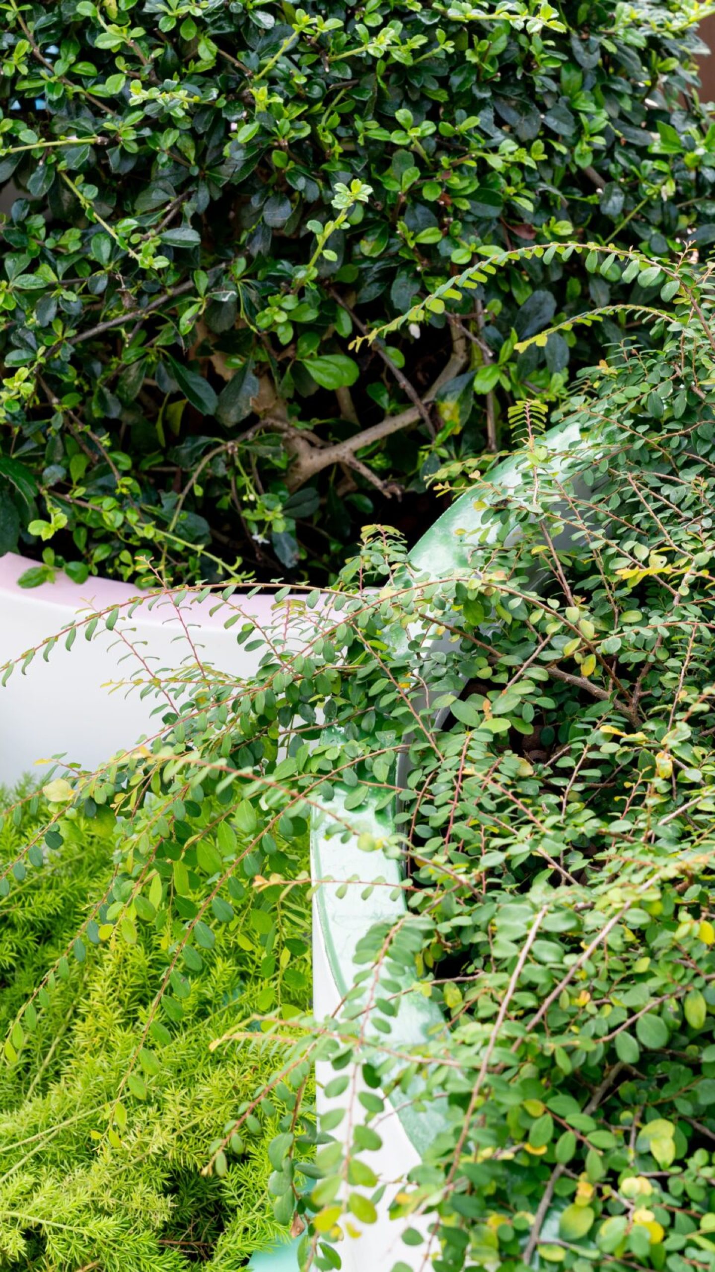 Close-up of contrasting leaf shapes and foliage textures in clustered planters.