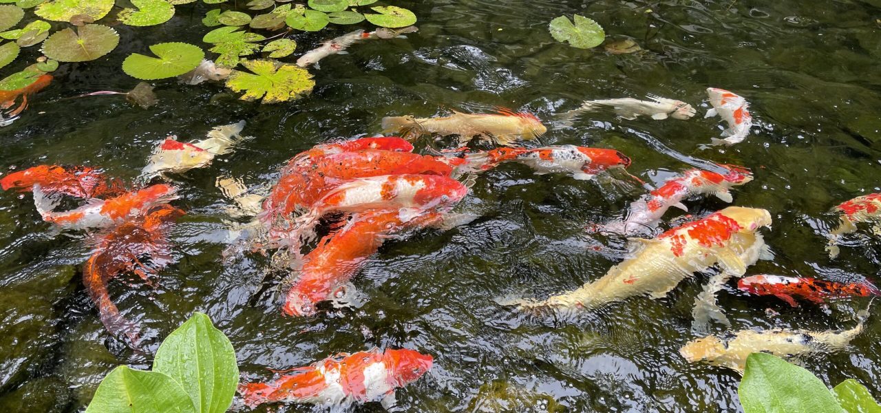 koi-carps-swimming-in-the-pond-2022-11-14-06-58-55-utc